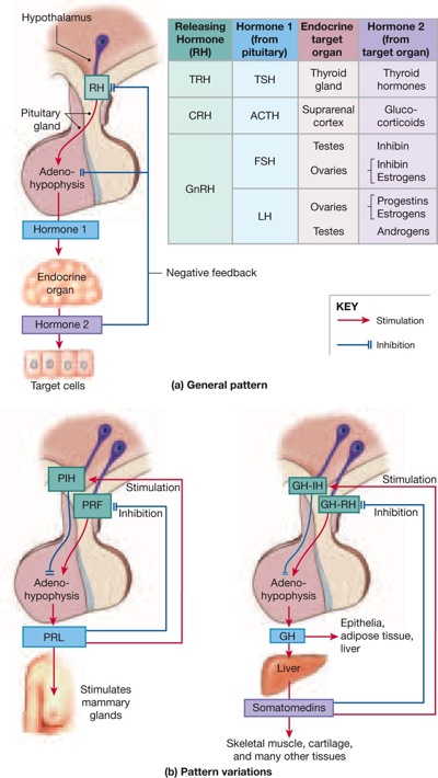 endocrine feedback control