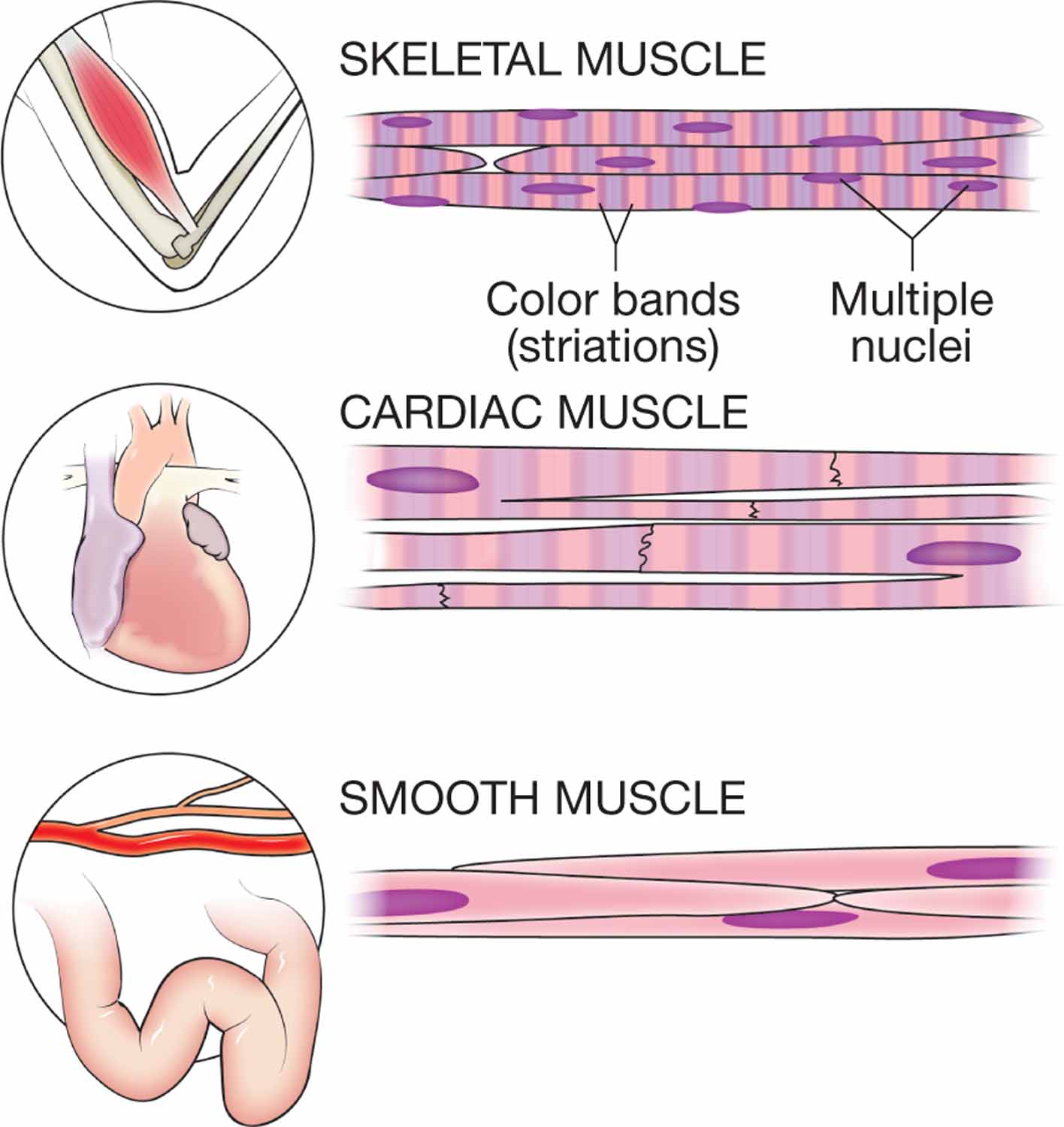 Types of muscle