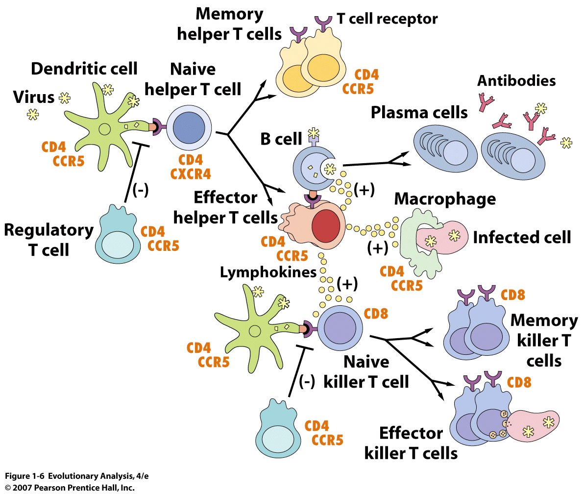 How the immune system fights a viral infection