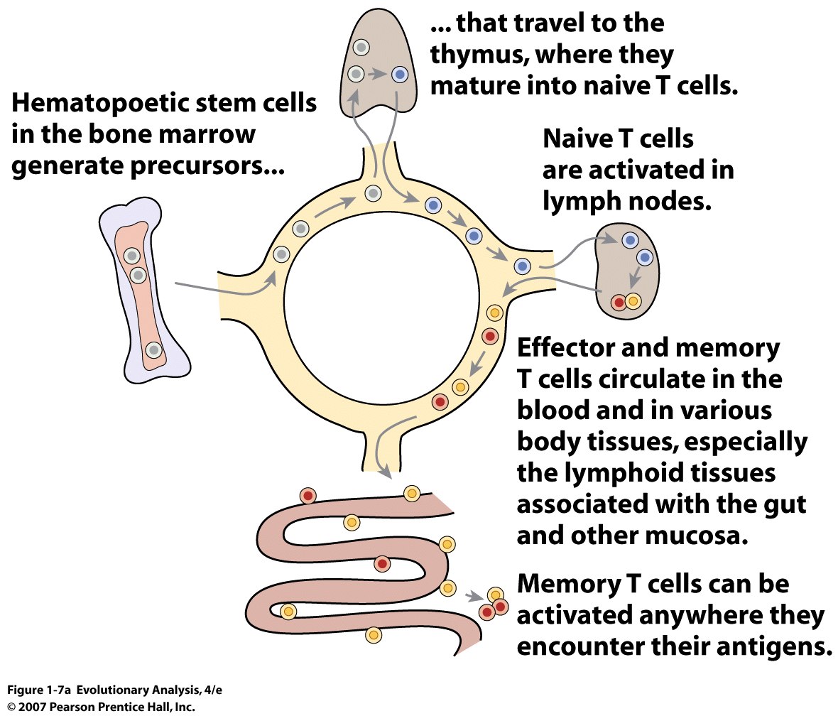 The life history of T cells