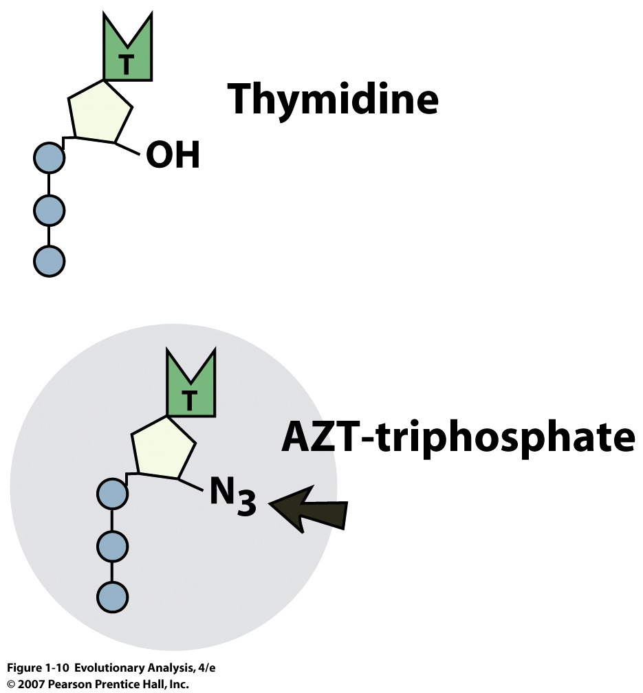 The general pattern of progression of an untreated HIV infection