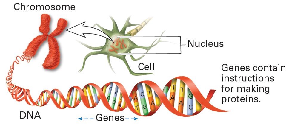 Genes and Chromosomes