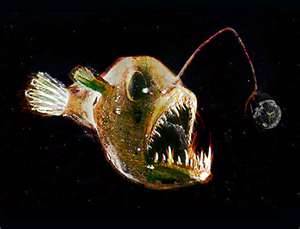 angler fish 3