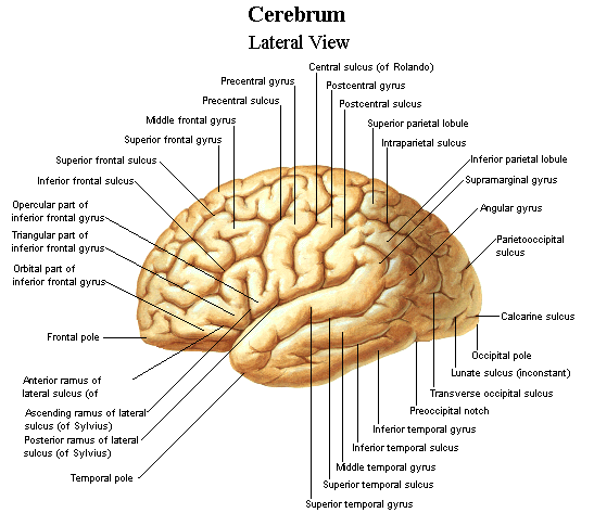 brain 2