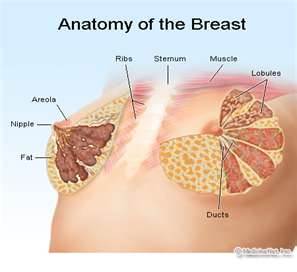 breast anatomy