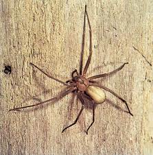 brown recluse spider