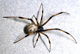 brown recluse spider