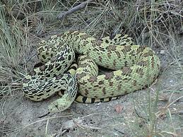 bull snake