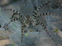 cat tien tunnel web spider