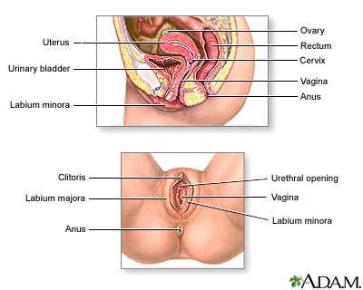 external structure of female reproductive system