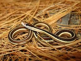 ribbon snake