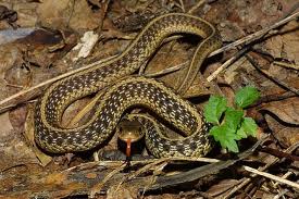 garter snake