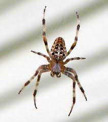 garden spider