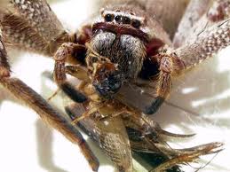 huntsman spider