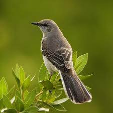 mocking bird