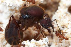 queen ant 2