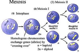 meosis