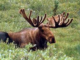 vermont moose