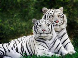 white bengal tiger