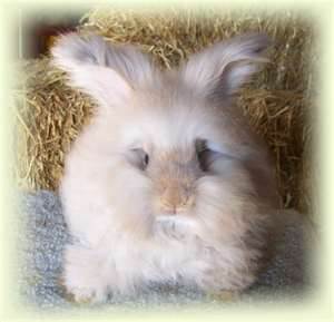 angora rabbit