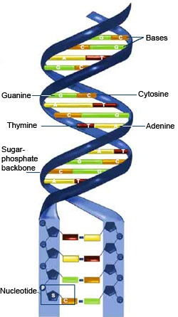 DNA