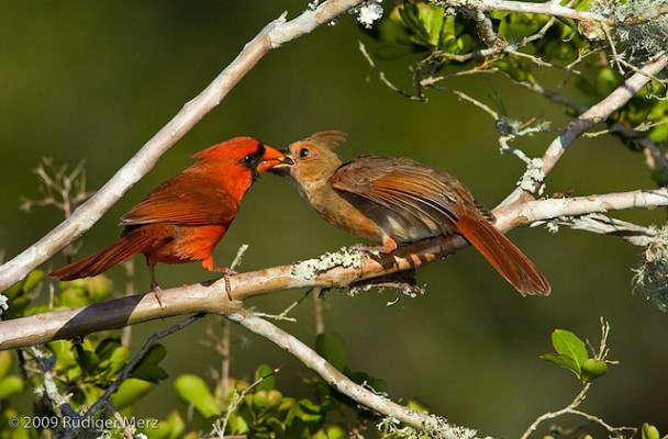 Cardinal feeding another