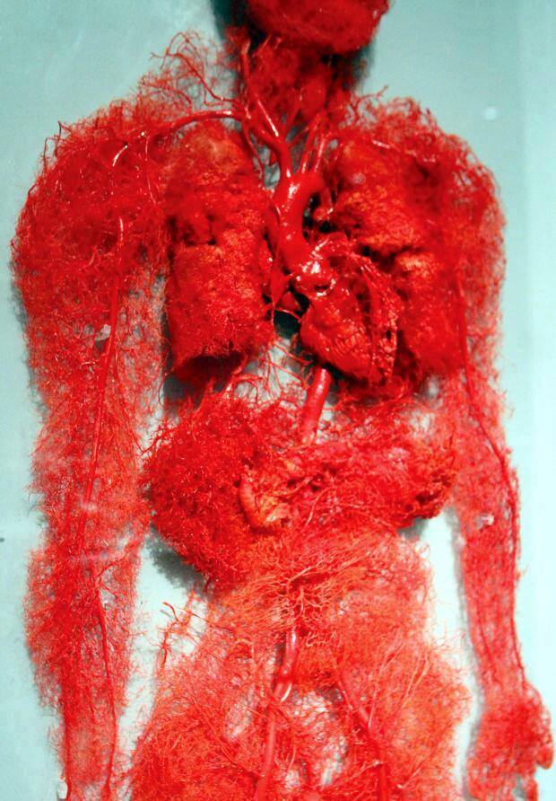 The beautiful blood vessels of the human body