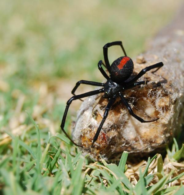 Redback Spider