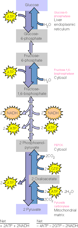 Reactions of glycolysis and gluconeogenesis.