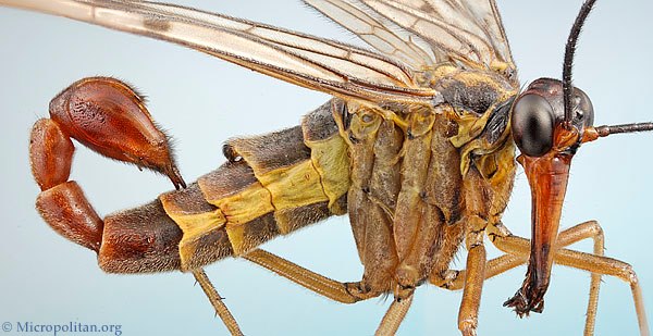 The Scorpionfly