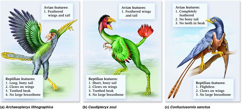 Transitional forms between dinosaurs and birds