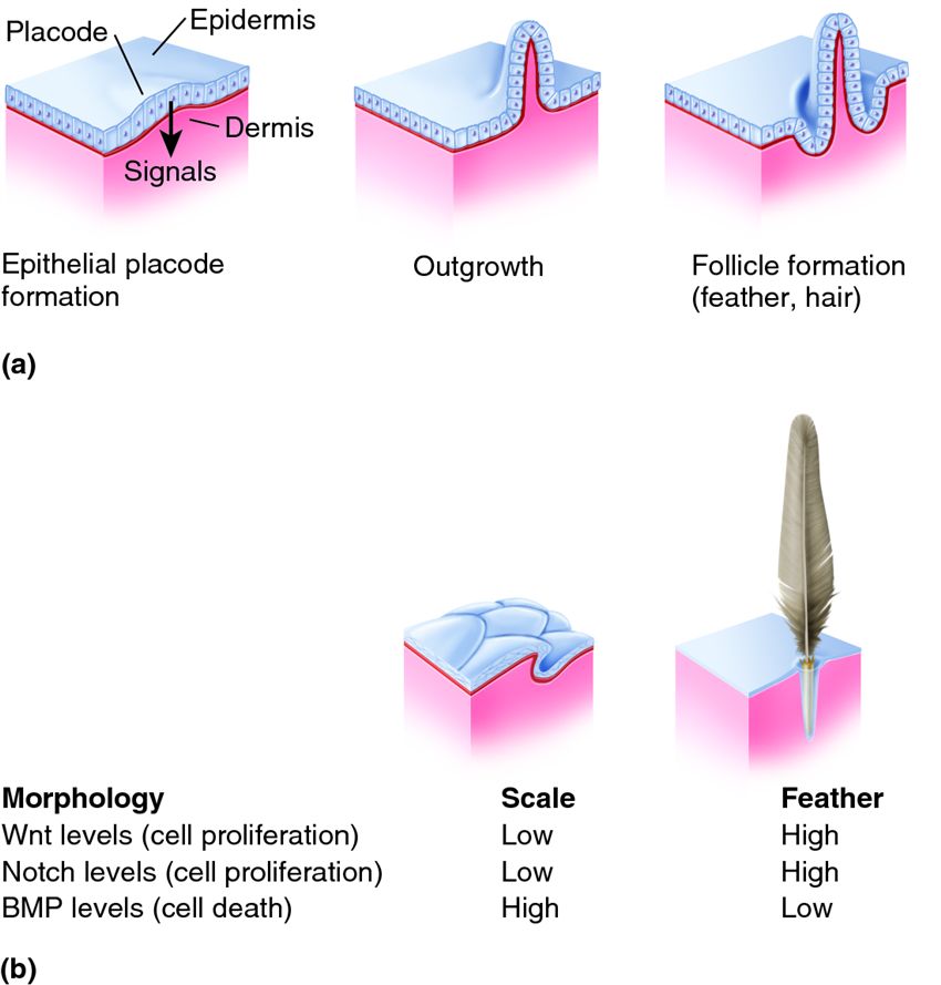 Development of epithelial appendages