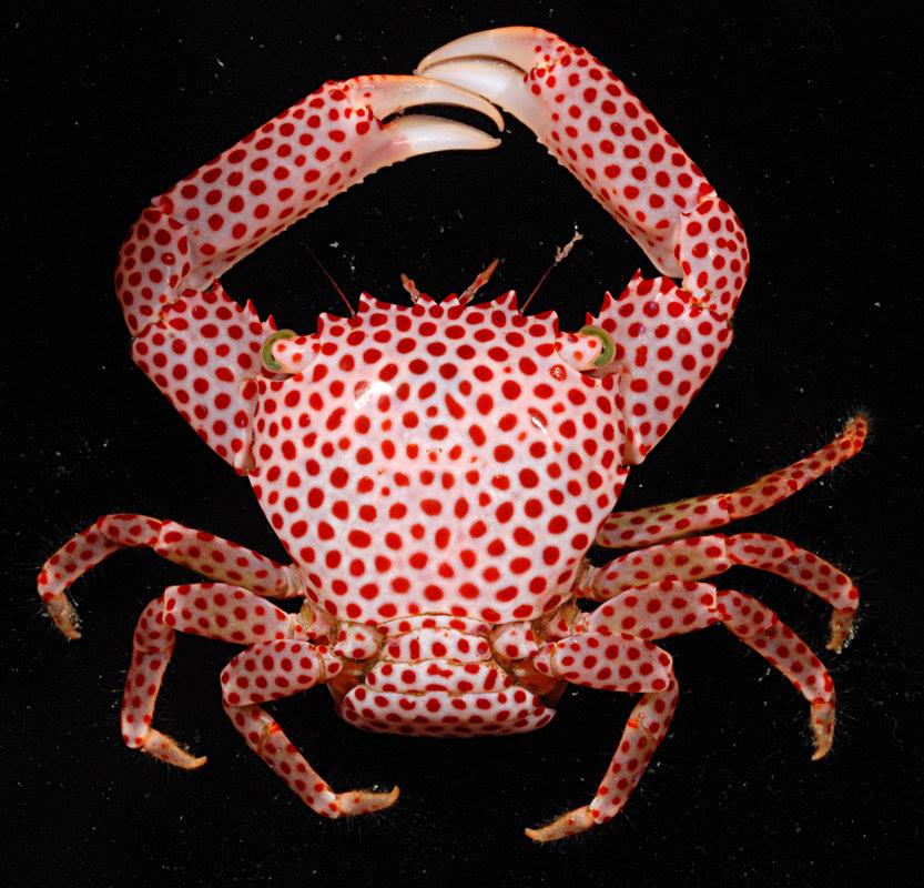 Spotted Crab