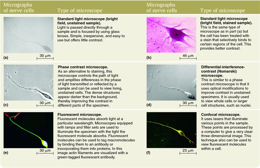 Micrographs of nerve cells taken with different types of light microscopes.