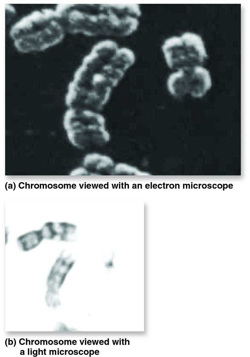 A comparison of electron and light microscope technologies