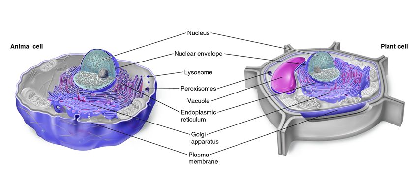 The nucleus and endomembrane system