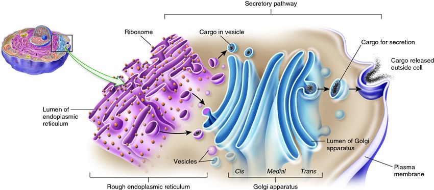 The Golgi apparatus and secretory pathway