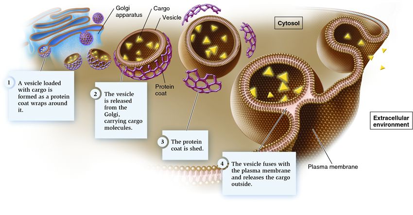 Exocytosis