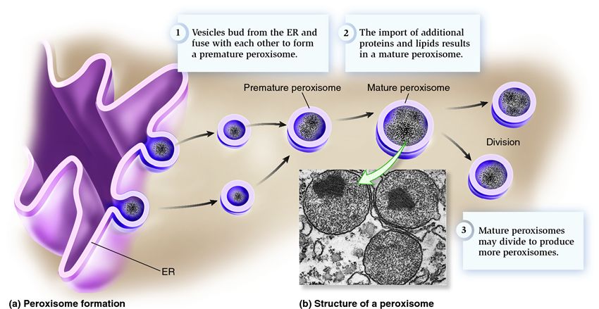 Formation and structure of a peroxisome