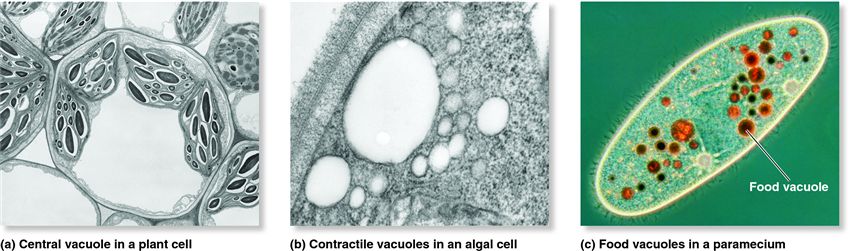 Examples of vacuoles