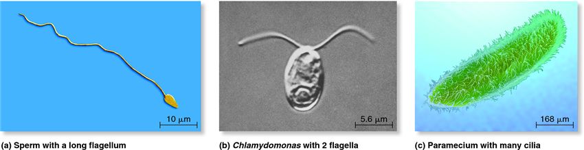 Cellular movements caused by the actions of flagella and cilia