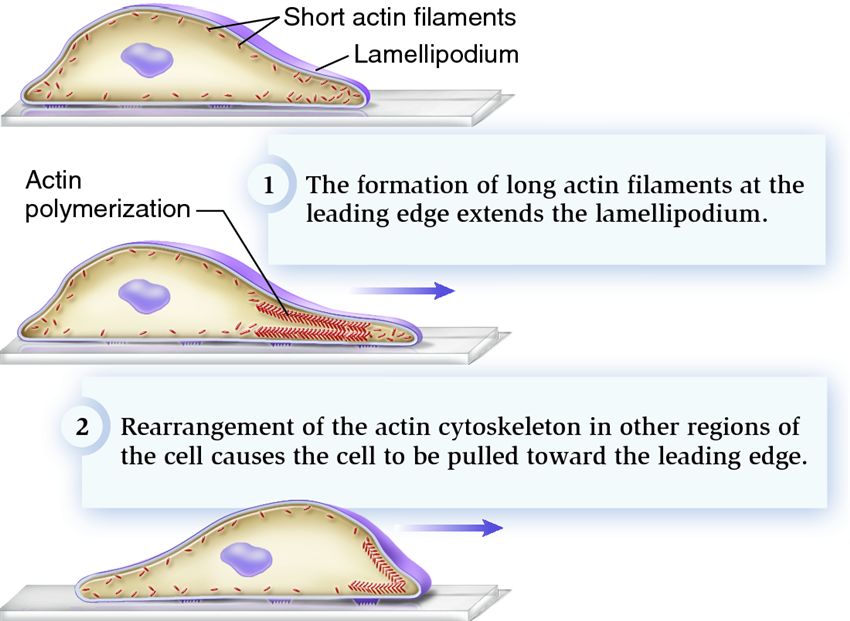 Amoeboid movement promoted by changes in the locations of actin filaments.
