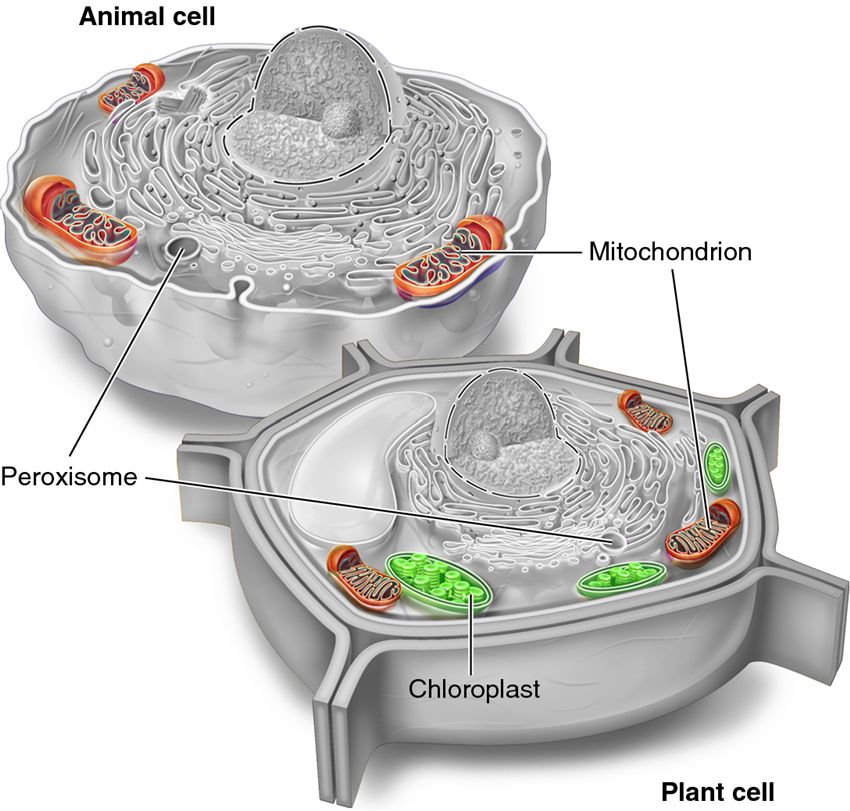 Semiautonomous organelles