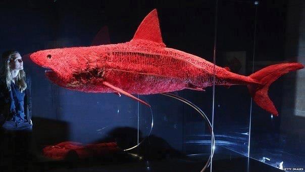 Shark Circulatory System