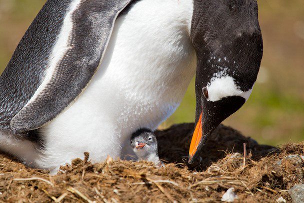 A Gentoo penguin