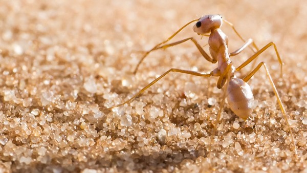 Saharan ant