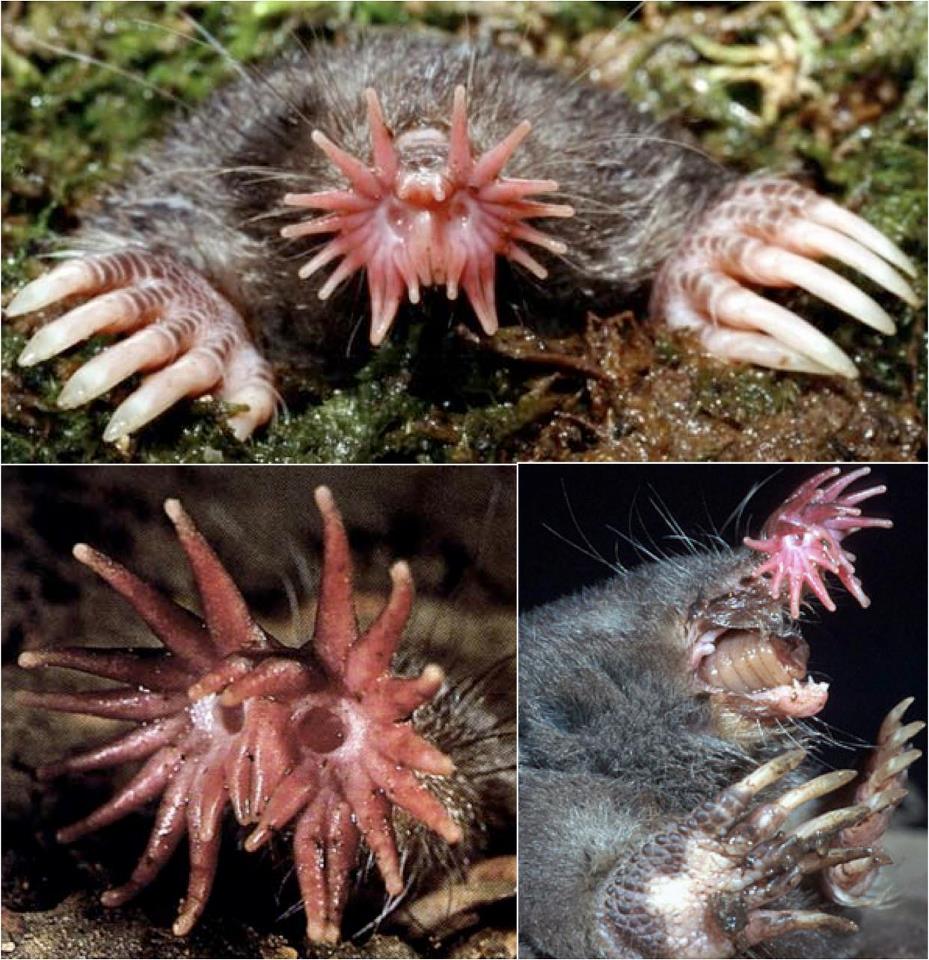 Star-nosed mole