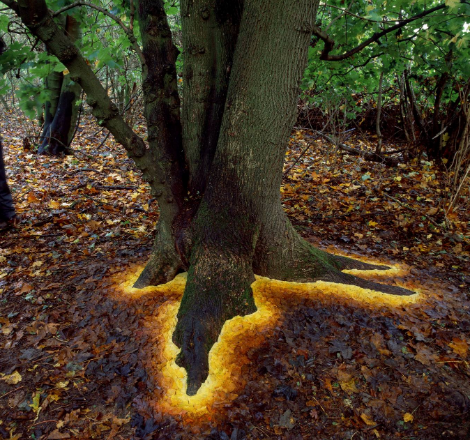 Glowing Base Of Tree Made By Arranging Leaves