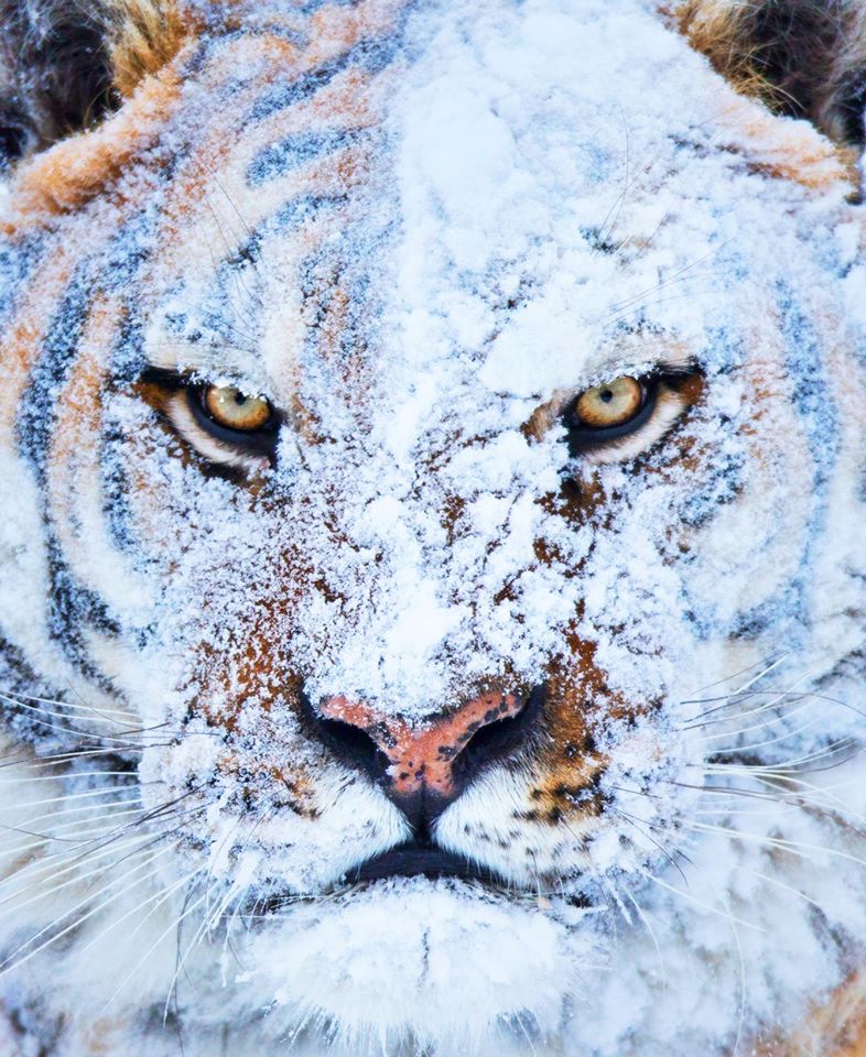 Siberian Tiger in Snow