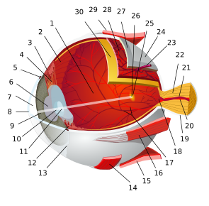 Eye ball perfectly labelled (map)